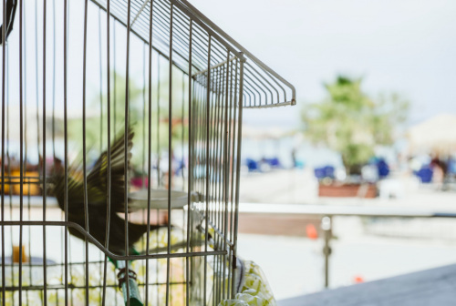 fisi-kai-xalarosi-11