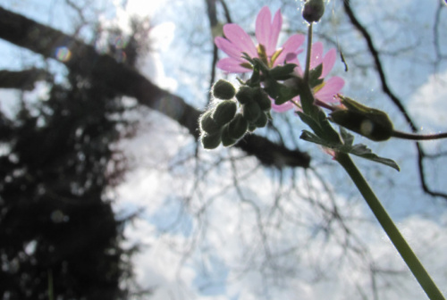 fisi-kai-xalarosi-15