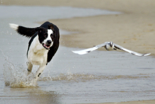 fisi-kai-xalarosi-16