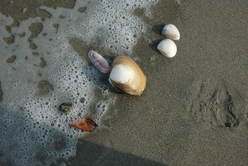 fisi-kai-xalarosi-18